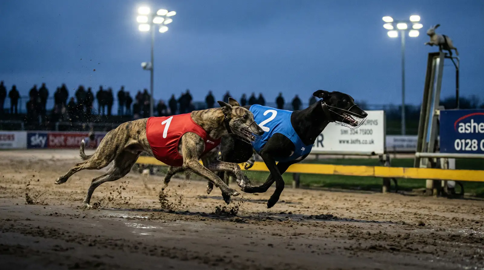 Two greyhounds racing neck and neck on a sand track approaching the finish line