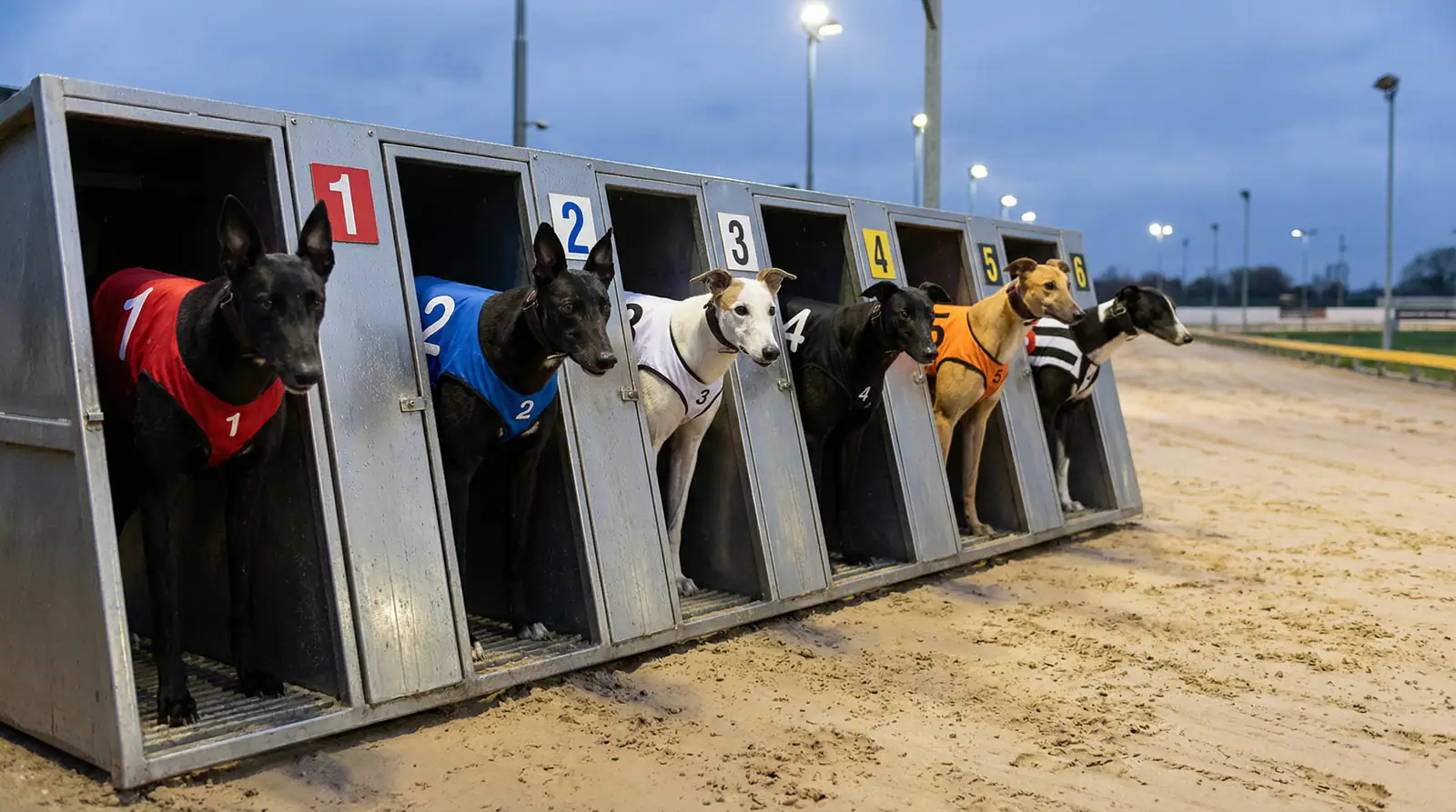 Six greyhounds in coloured racing jackets loaded into starting traps before a graded race