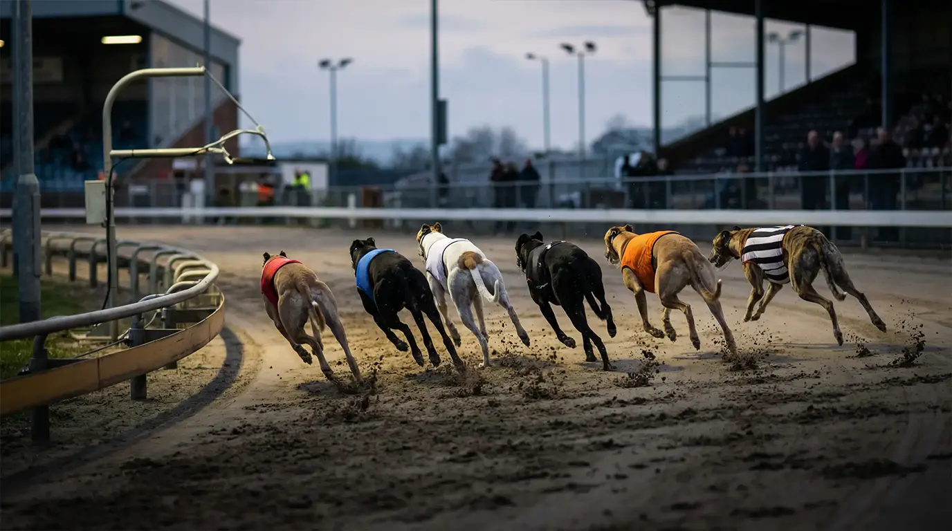Six greyhounds in coloured jackets racing around the first bend of a UK sand track
